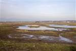 Gull nesting island, Skinflats managed realignment project