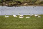 Whooper Swan group, Greenan Loch, Bute