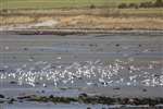 Common gull flock, Ettrick Bay, Bute
