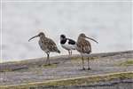Curlews and Oystercatcher, Kyles of Bute