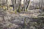 Shoots sprouting from a tree felled by beavers