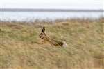 Brown hare running, RSPB Skinflats