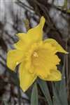Daffodil, Hogganfield Park, Glasgow