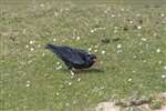 Chough (red, lime over white), Ardnave, Islay