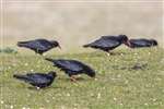 Choughs (red, white over blue, red, green over orange and green over orange, white), Ardnave, Islay