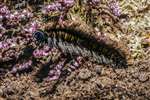 Northern eggar moth caterpillar, Kelvingrove