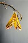 Elephant hawk moth, Kelvingrove