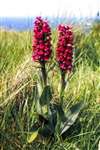 Northern Marsh Orchid, Dunnet Head, near Thurso