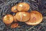 Sulphur-tuft fungi at Hopeton house, near South Queensferry 