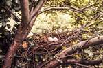 Wood pigeon nest with 2 eggs in Lancing, Sussex