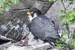 Peregrine Falcon feeding young