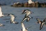 Oystercatcher (Haematopus ostralegus) flock flying, Maidens, Ayrshire