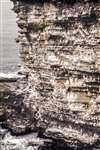 Guillemots and Kittiwakes on a cliff in Birsay, Orkney Isles
