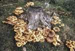 Sulphur tuft fungus, Thornhill, Stirlingshire