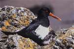 Oystercatcher and chick, Kintyre