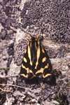 Wood Tiger moth, Mull of Kintyre