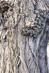 Canker in tree bark, Rustington, Sussex