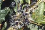 Buff Tip moth caterpillars, Gartness
