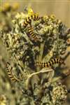 Cinnabar Moth caterpillars on Common Ragwort, Prestwick