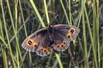 Scotch Argus butterfly, Glen Fruin