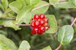 Honeysuckle berries, Lochwinnoch