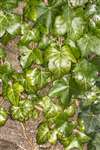 Ivy leaves, Rouken Glen Park