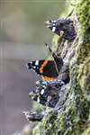 Red Admiral butterflies on a Turkey Oak trunk, Millport