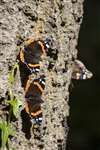 Red Admiral butterflies on a Turkey oak, Cathedral of the Isles, Millport