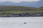 Harbour porpoise in the Minch off Gairloch