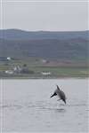 Common dolphin in the Minch off Gairloch
