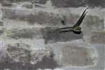 Pipistrelle bat flying, Falls of Clyde 