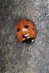 7-spot ladybird, Millport