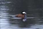 Ruddy duck, Garnqueen loch