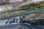 Dipper, Falls of Clyde 