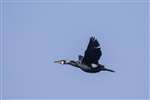Cormorant in flight, Threave