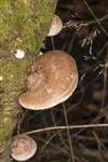Birch Polypore bracket fungus at Corsehillmuir Wood SWT Reserve