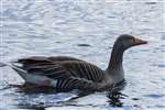  Greylag goose on Hogganfield Loch