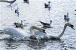 Mute swans fighting on Hogganfield Loch