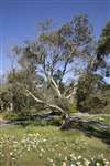 Eucalyptus, Logan Botanic Garden, Galloway
