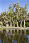 New Zealand Cabbage Trees and the fish pond, Logan Botanic Garden