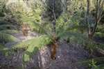 Tree ferns, Logan Botanic Garden, Galloway