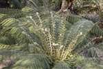Tree ferns, Logan Botanic Garden, Galloway