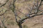 Great spotted woodpecker, Clyde Muirshiel Regional Park