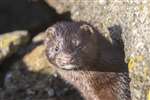 American mink,  Maidens, South Ayrshire