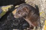 American mink,  Maidens, South Ayrshire