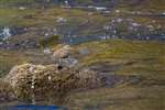 Common sandpiper, Allan Water, Dunblane, Strlingshire