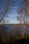 Loch Insh, Birch trees and Monadhliath
