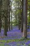 Common bluebells, Oxfordshire