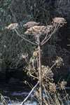 Giant Hogweed, an invasive non-native species, River Kelvin, Glasgow