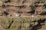 Fulmars nesting on the cliffs, Brough of Deerness, Orkney